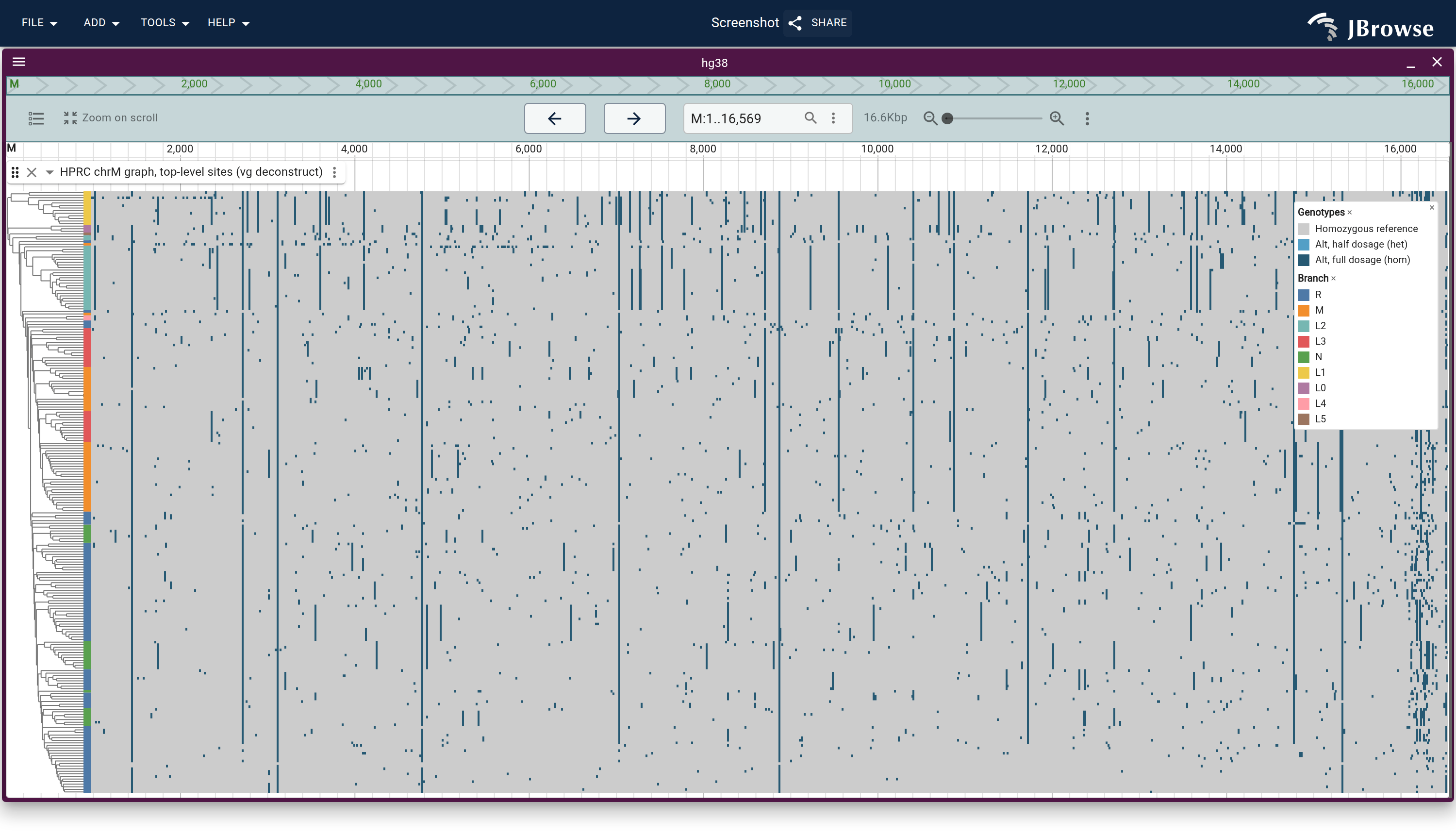 All 233 mitochondrial haplotypes of the graph across the whole chromosome, clustered by genotype, with each row colored by the branch of the mitochondrial tree Haplogrep assigned it. The clusters are blocks of a single branch, the African L branches at the top.