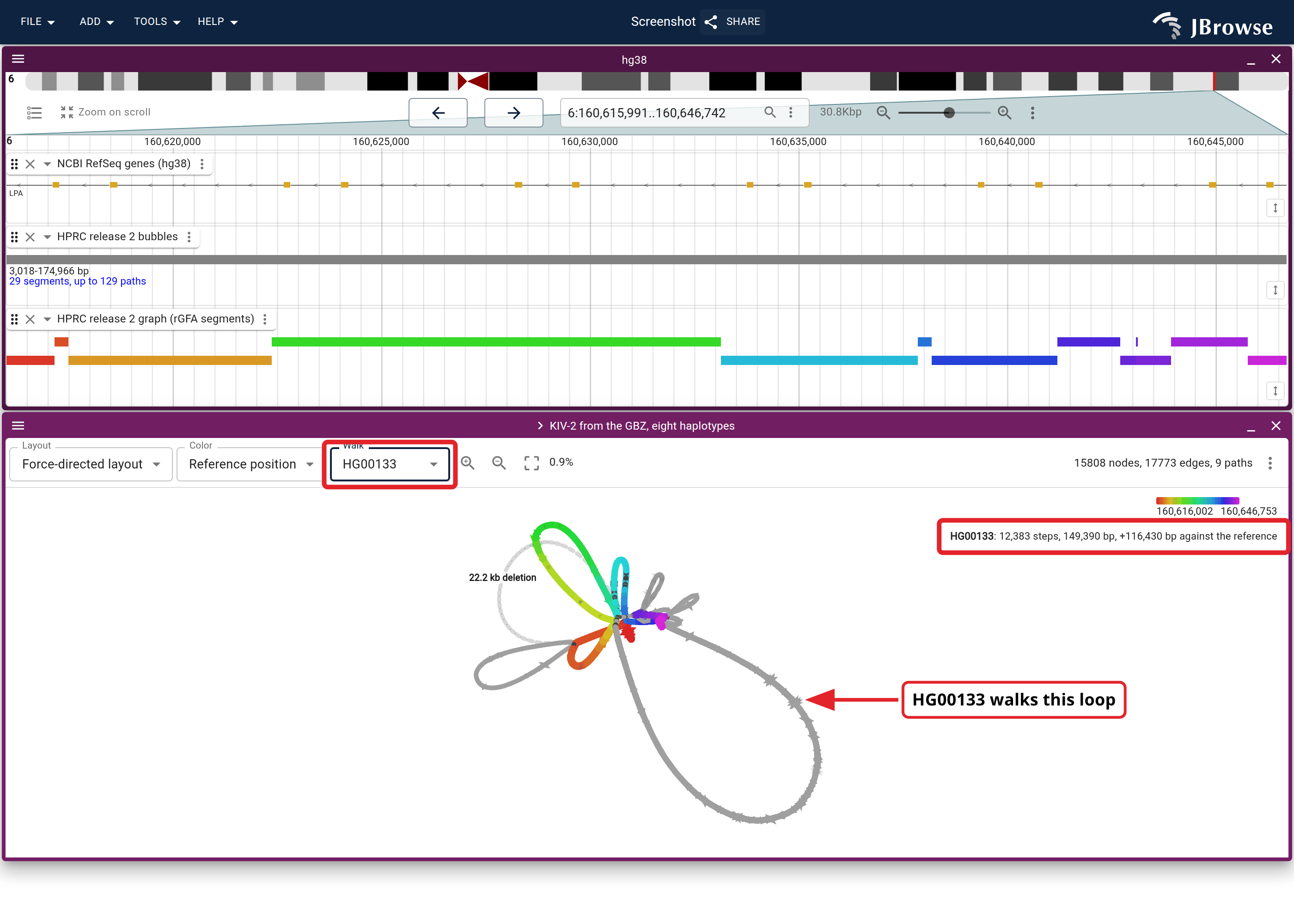 The KIV-2 array cut from the GBZ for eight haplotypes, force-directed under the same window's genes, bubble and rGFA segments, with HG00133's walk lifted. Nodes on the walk keep their reference-position color, red to magenta across the window, and every node the walk does not visit fades to grey. The labelled loop is copies HG00133 walks and GRCh38 does not, its links drawn dark, and the readout at the top right states the walk's excess over GRCh38.