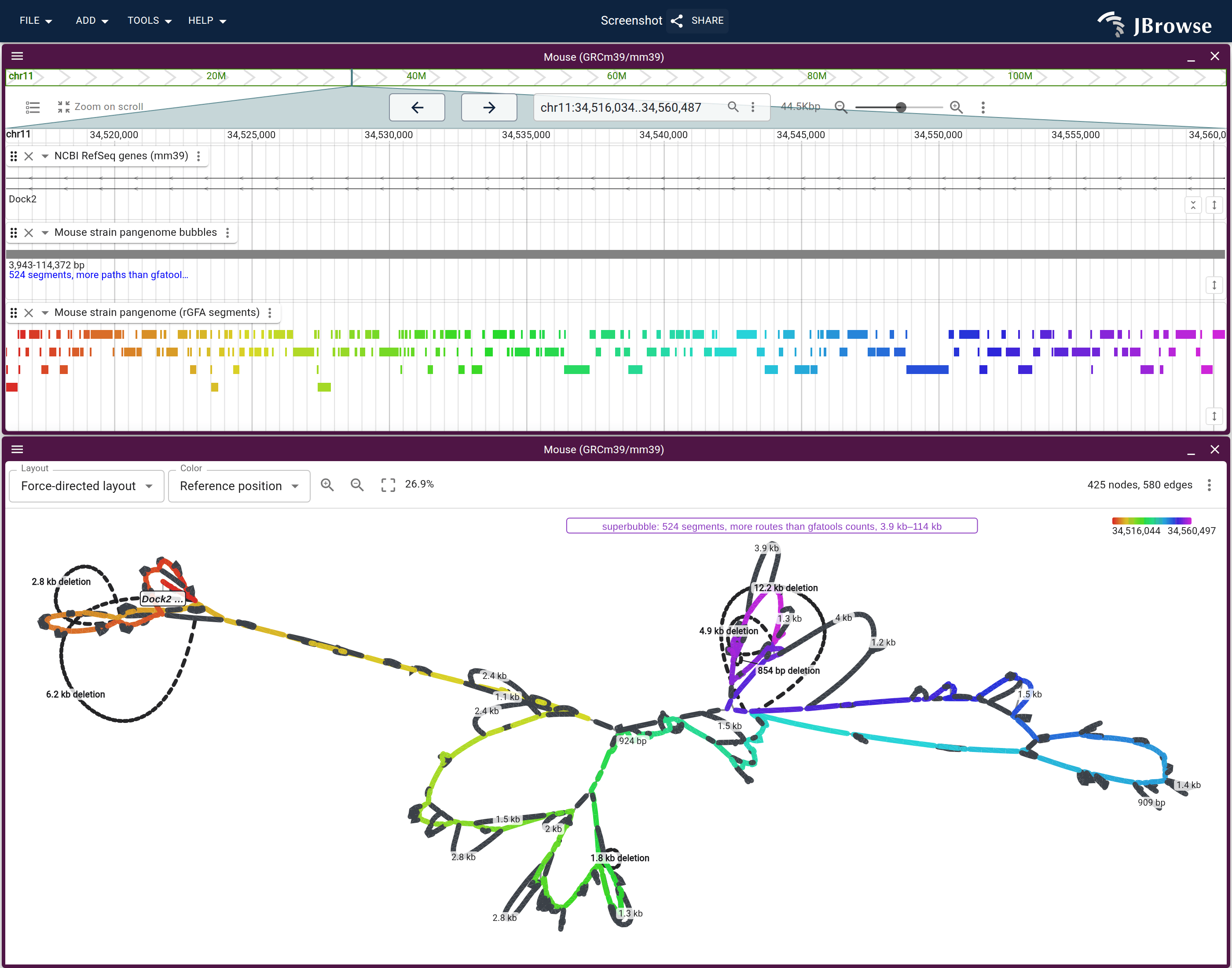 The Dock2 intron window with the RefSeq genes, the bubbles lane and the rGFA segments above the force-directed graph. The bubbles lane is one row, and the graph's one label names the whole cut as a superbubble.