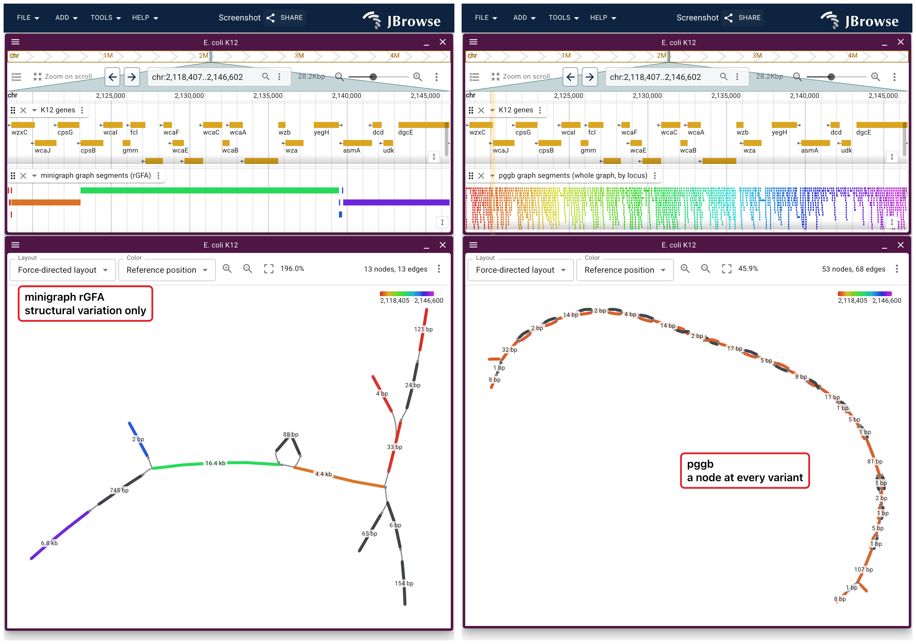 One stretch of K12 at the colanic acid cluster through both graphs, each over the window it can draw. Left, the minigraph rGFA. Right, the pggb graph, with a node at every variant.