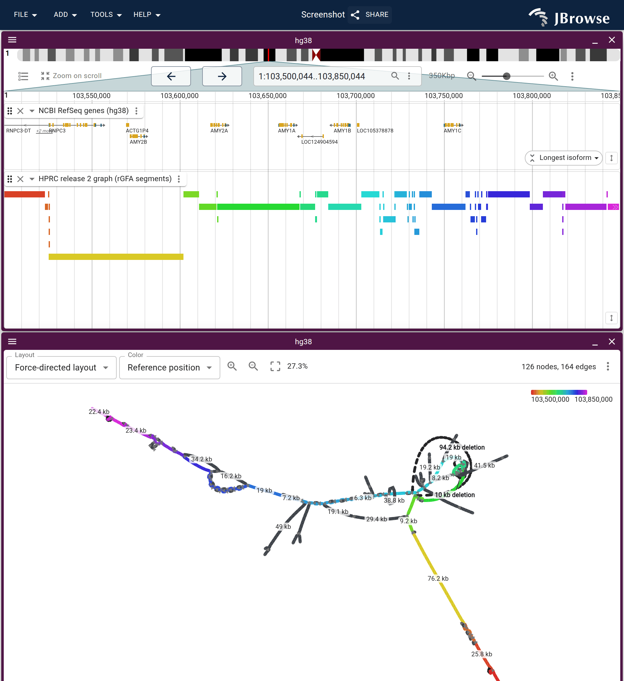 The amylase locus on chr1 as a force-directed graph, under the RefSeq genes and the rGFA segments for the same window. Every crossing is inside the amylase bubble at the end of the backbone chain.