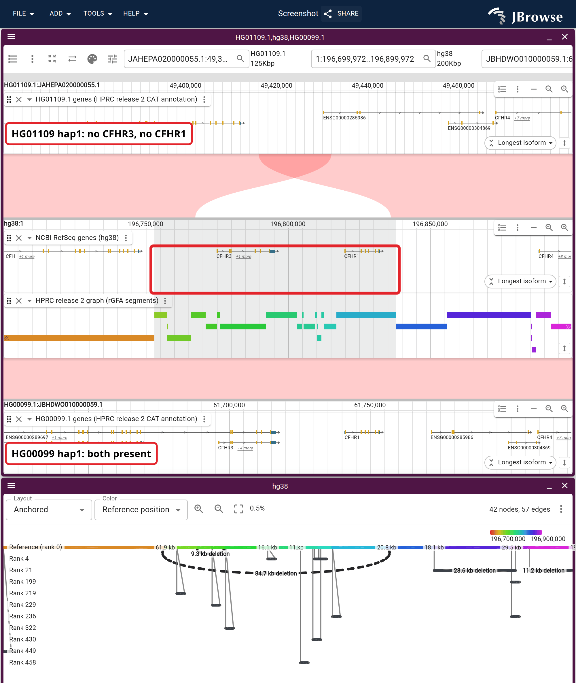 The complement factor H cluster on chr1: two HPRC haplotypes aligned to GRCh38, above the same window as an anchored graph. Each row carries its own CAT annotation, and the dashed arc under the graph's reference row spans the gap that removes CFHR3 and CFHR1.