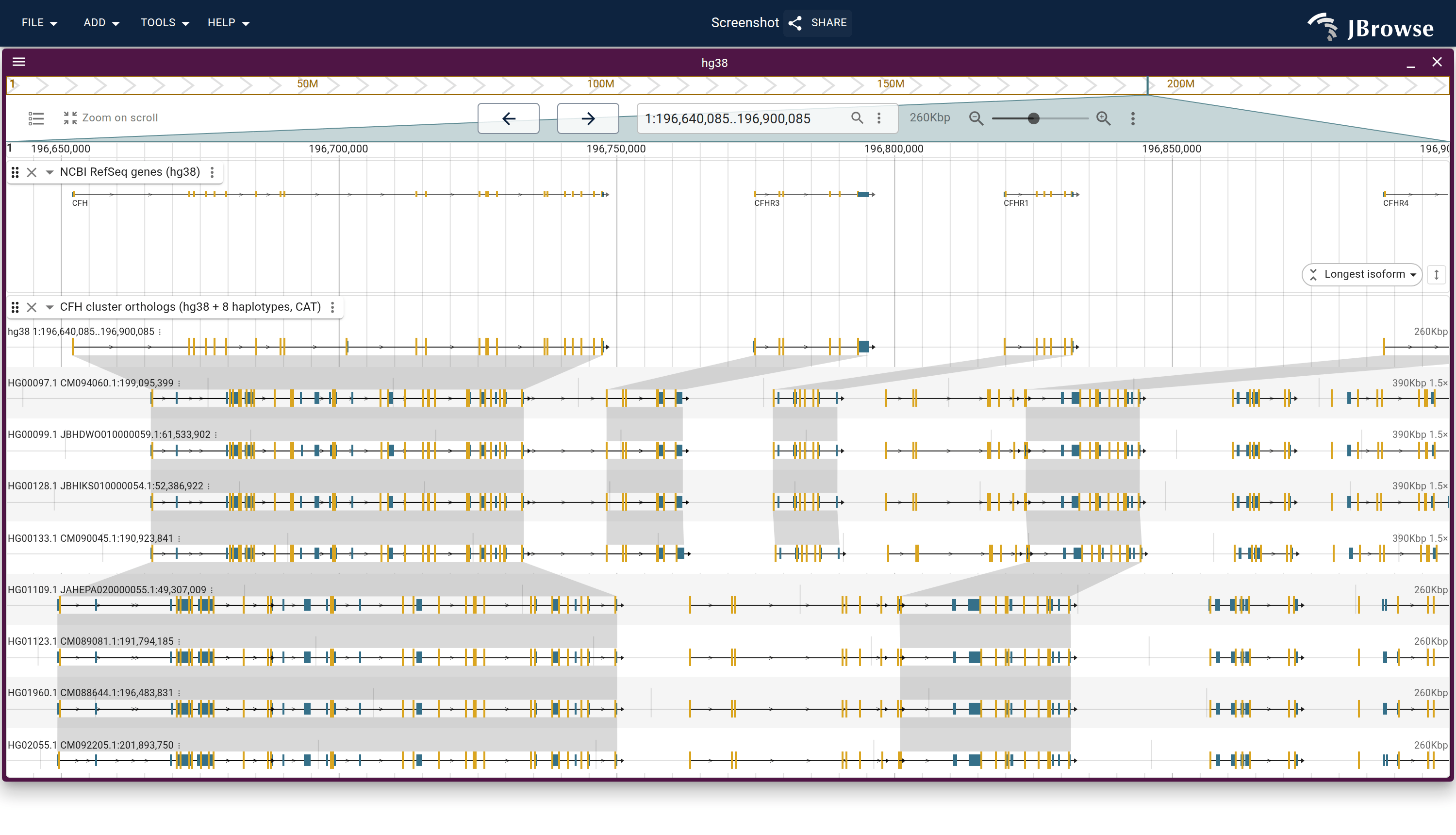 The CFH cluster on chr1 as one multi-way synteny track: hg38 genes over a lane per HPRC haplotype, each on its own contig and carrying its own CAT gene models. The CFHR3 and CFHR1 chains run through the non-carrier lanes and stop where the carriers begin, and every flanking gene's chain runs the whole way down.