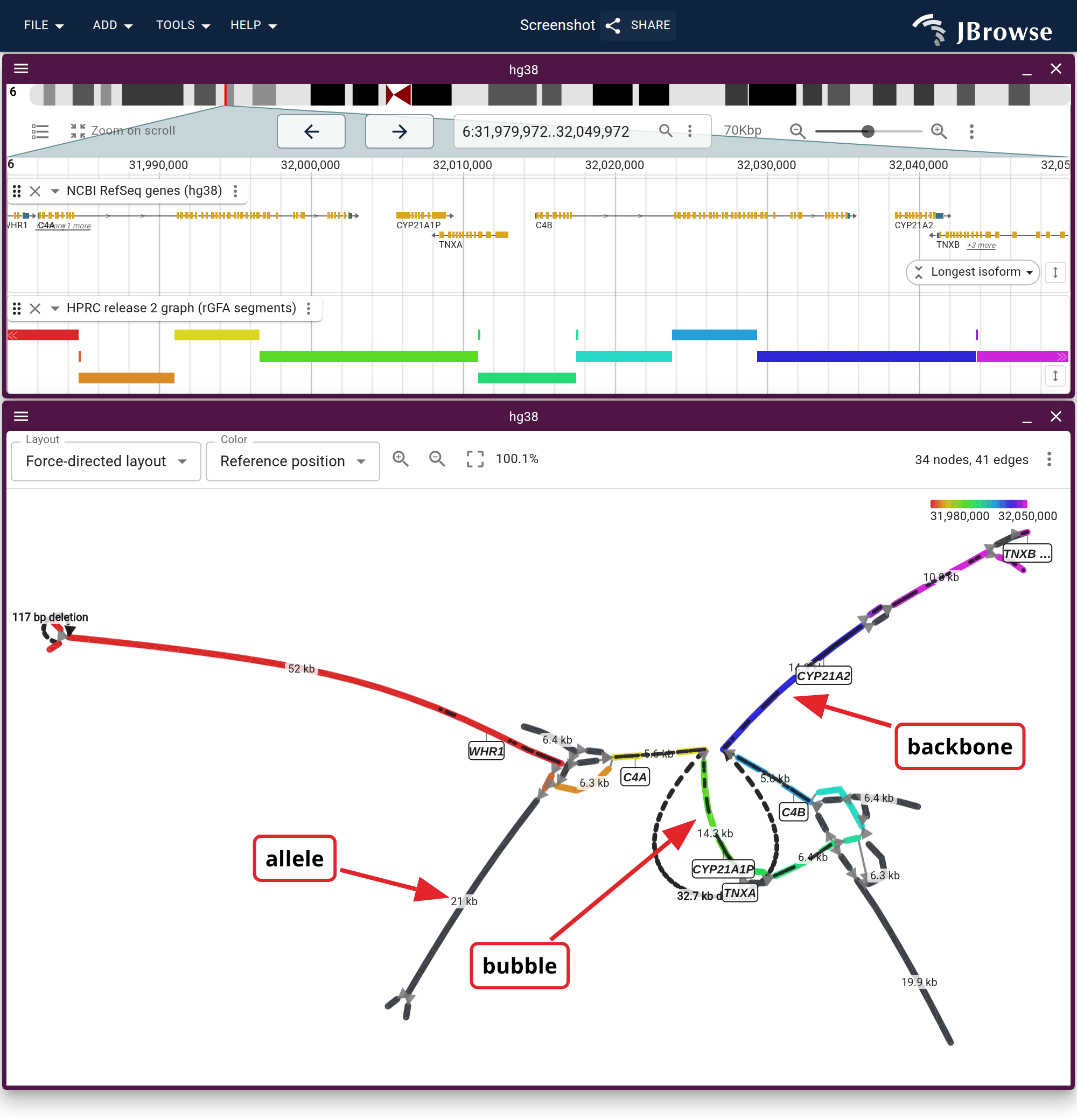 The C4 locus cut as a force-directed graph, under the hg38 genes and the rGFA segments for the same window. Both panels color by reference position, red at the window's start to magenta at its end (the key is top right), so a block in the lane and its node below share a hue; a charcoal node has no GRCh38 coordinate, which marks it as an allele. The labels name a backbone segment, an allele, and a bubble whose two routes are the reference path and the dashed arc that skips it, which is one whole copy of the tandem C4-CYP21-TNX module. Gene names hang under the backbone at the exons they cover.