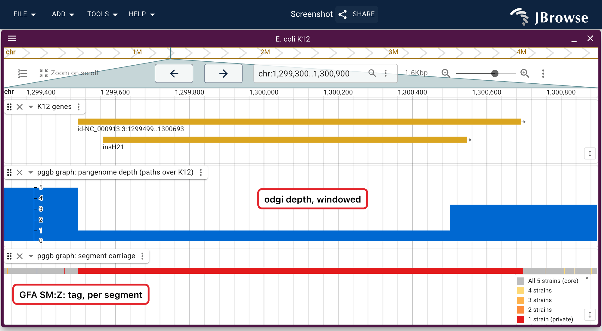 Who carries the IS5 element at K12 chr:1,299,499-1,300,693. The carriage lane is a feature track colored by a jexl expression over the GFA SM:Z: tag, so the red box is a segment K12 alone walks.
