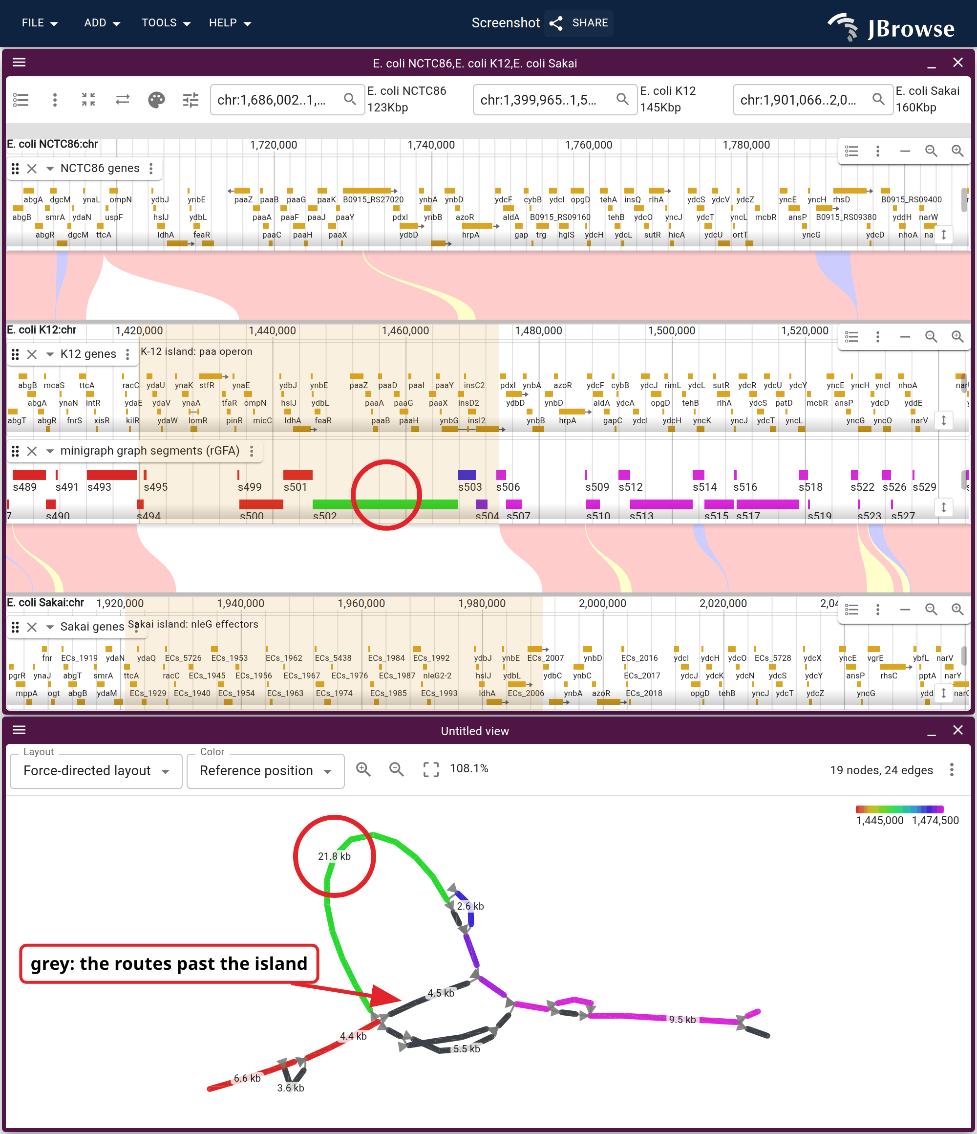 Above, the phenylacetate operon window with NCTC86 over K12 and Sakai under it. Each strain's own island is shaded in its own row and the band between them is blank across both, as a substitution appears from either side. Below, the same window as a graph on the same reference-position ramp, the two rings marking one segment in both.