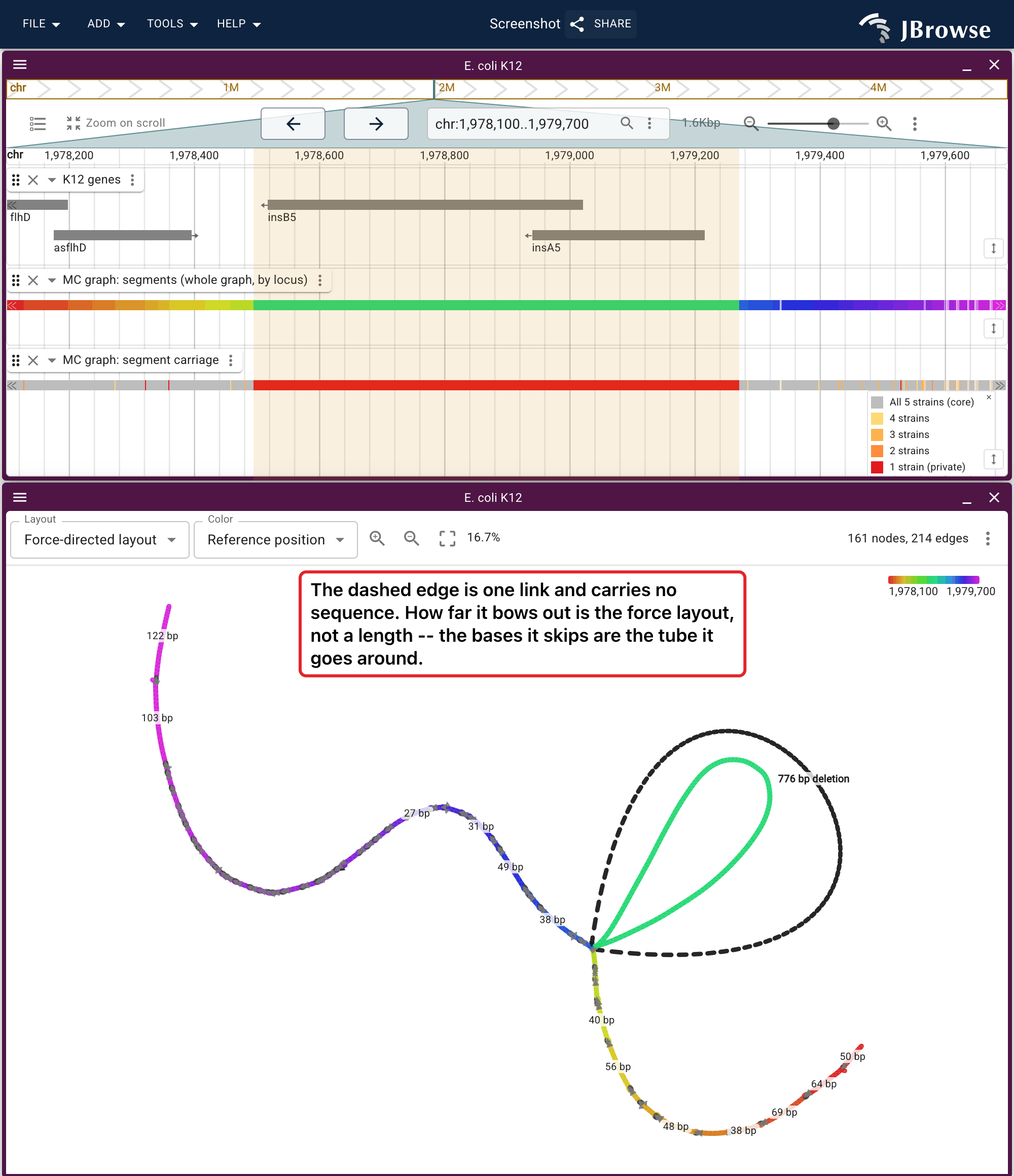 1.6 kb of K12 past flhD, as a linear view above and as a graph below, both reading the same two tabix indexes. The gene lane names the IS1 transposase pair insA5 and insB5 in the shaded span, the carriage lane paints that span as carried by one strain where the rest of the window is all five, and in the graph it is the single long node the other four route around.