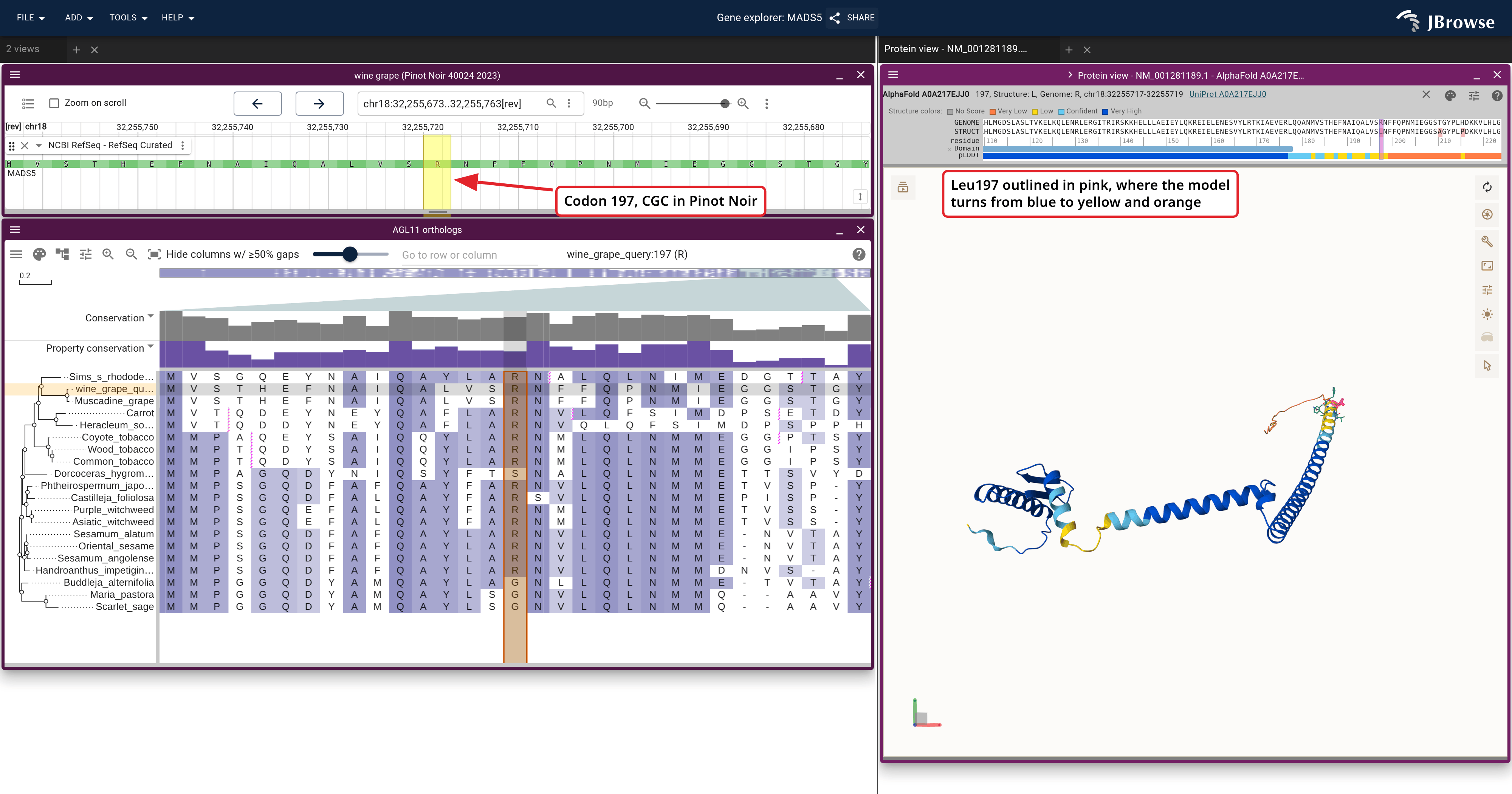 VviAGL11 at codon 197 with its UniRef alignment and the AlphaFold model colored by pLDDT.
