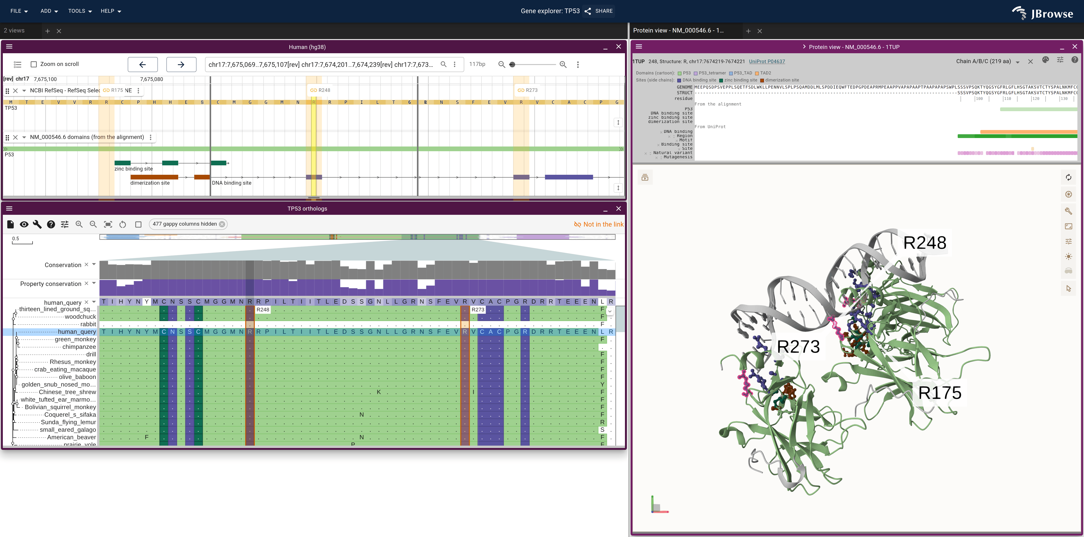 TP53 in three linked views, colored by the alignment's domains and sites: the genome's domain track, the alignment's rows and the 1TUP cartoon, with each site's side chains as sticks.