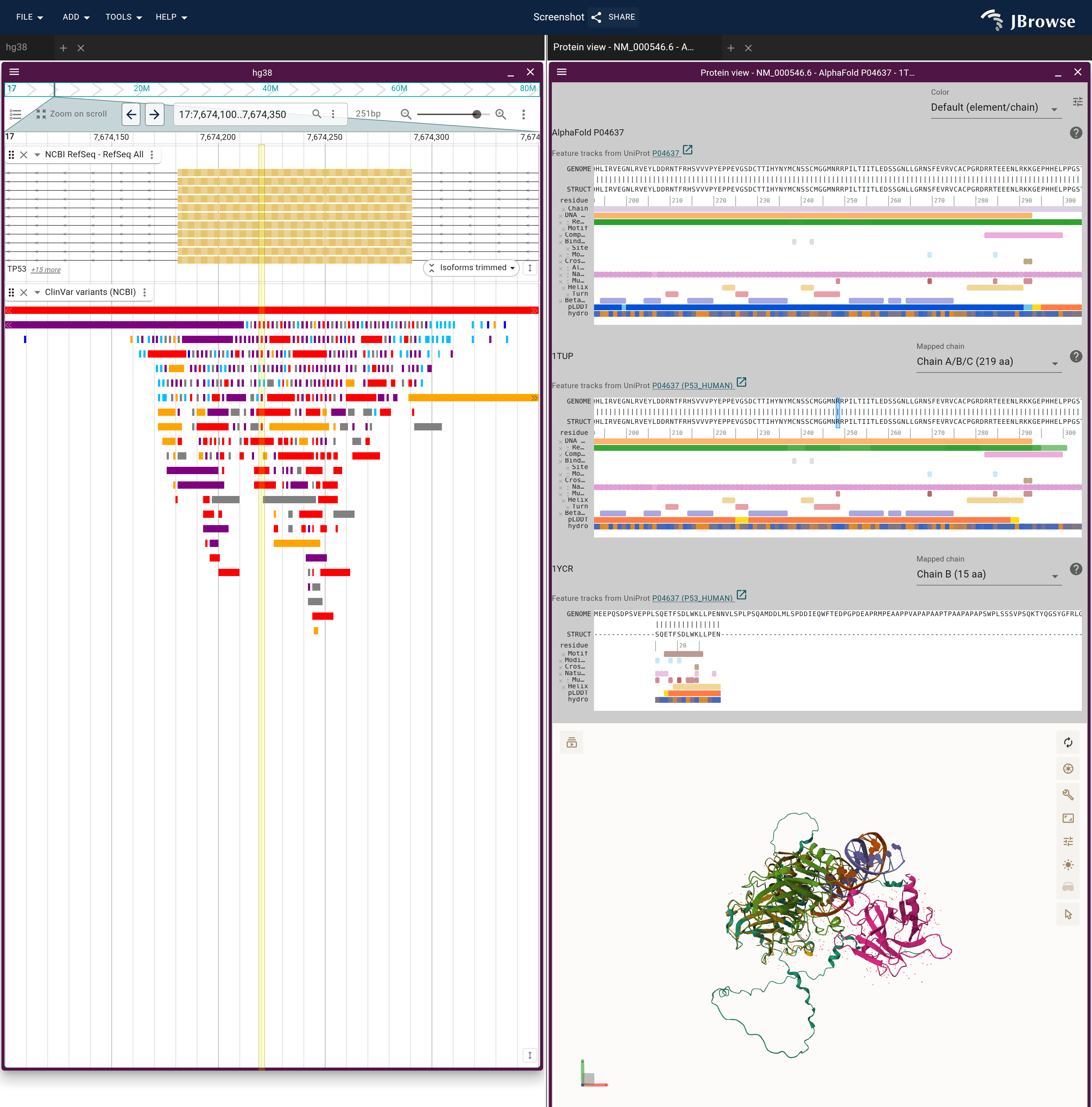R248 selected on 1TUP: magenta on the crystal's DNA-contact loop, a band over its codon on NCBI RefSeq, and the ClinVar rows that fall inside the band. The AlphaFold model carries the same residue, so the hover reaches both structures.
