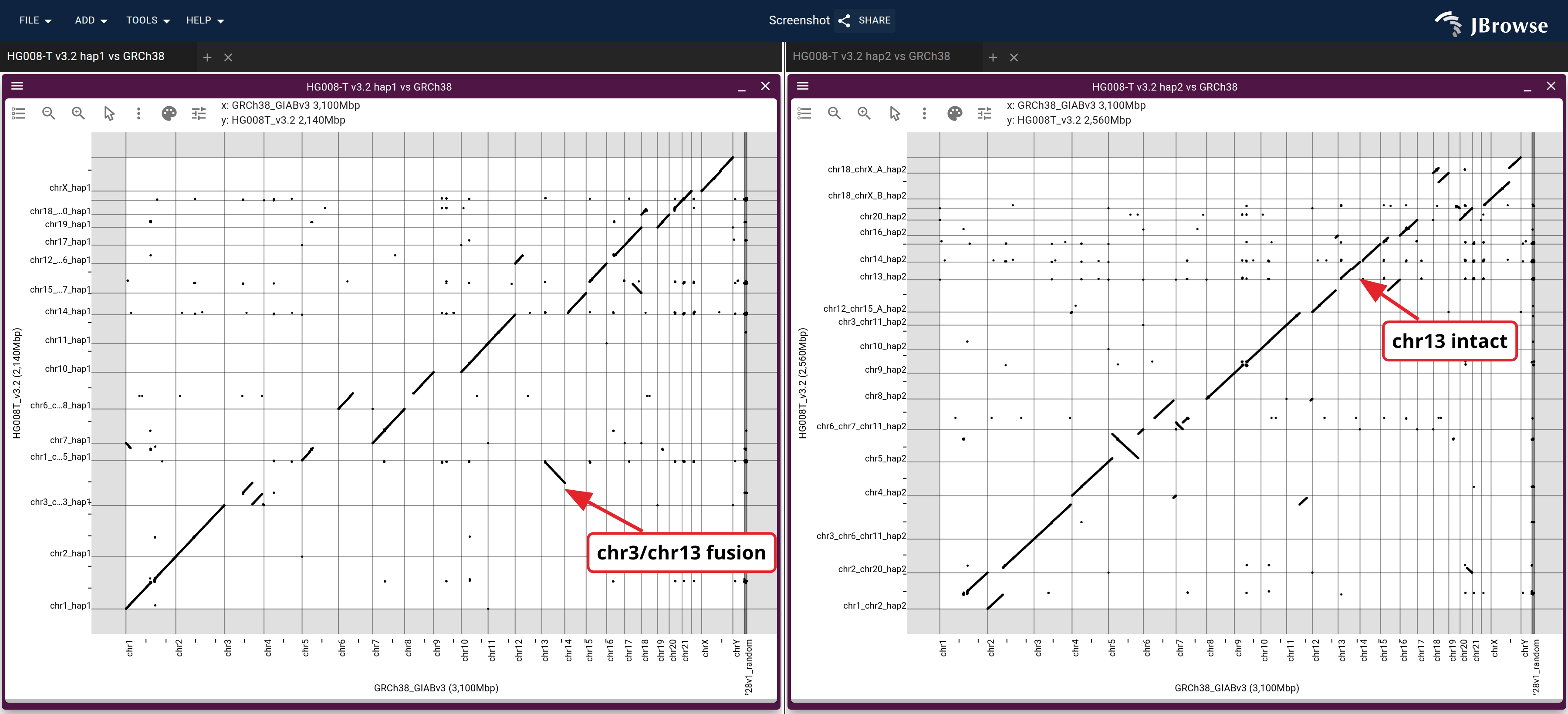 The two haplotypes of HG008-T v3.2 (y) against GRCh38 chromosomes (x), hap1 left and hap2 right, tiled in one workspace. Each scaffold is one diagonal segment. On hap1 the chr3_chr13_hap1 scaffold carries a piece of chr3 and a piece of chr13, which is the translocation; on hap2 chr13_hap2 is one unbroken diagonal against chr13.