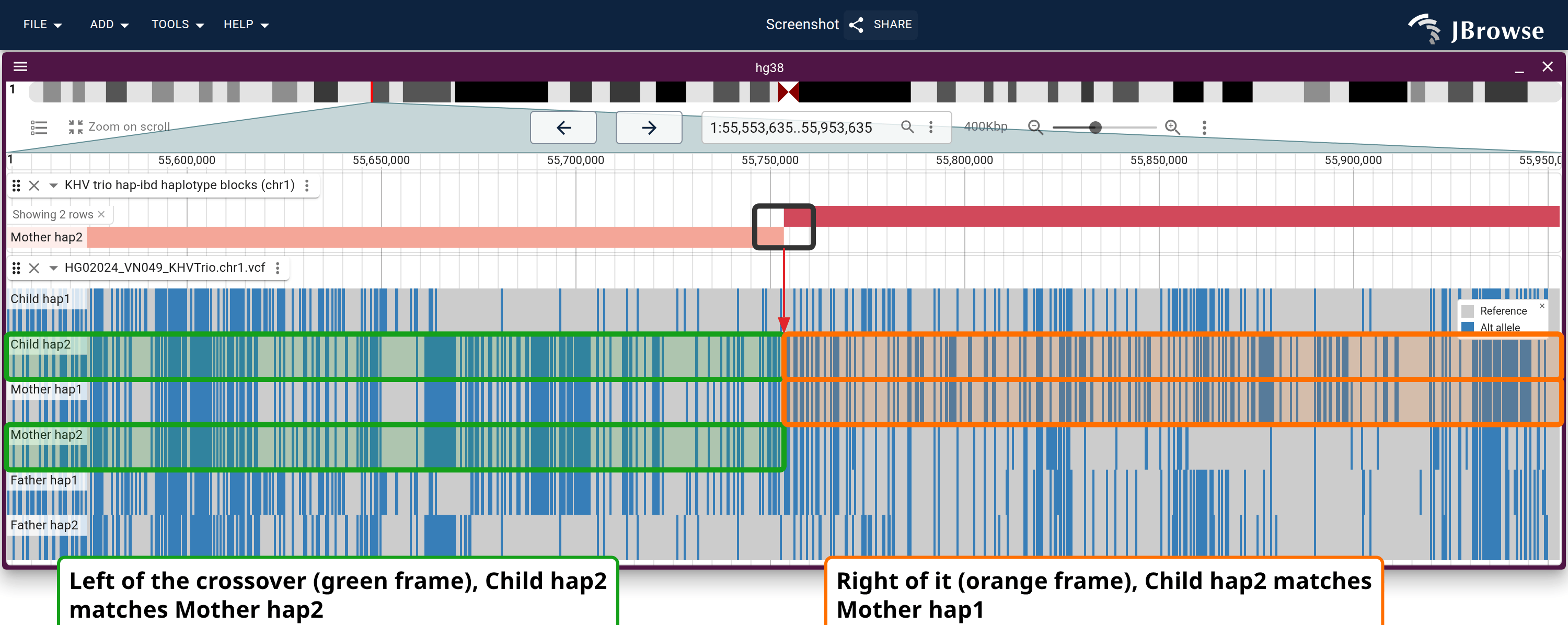 Maternal crossover at chr1:55,753,613, in a 400 kb window, the same idea in a different palette: the painting steps from Mother hap2 to Mother hap1, and the frames tie Child hap2 to each in turn.