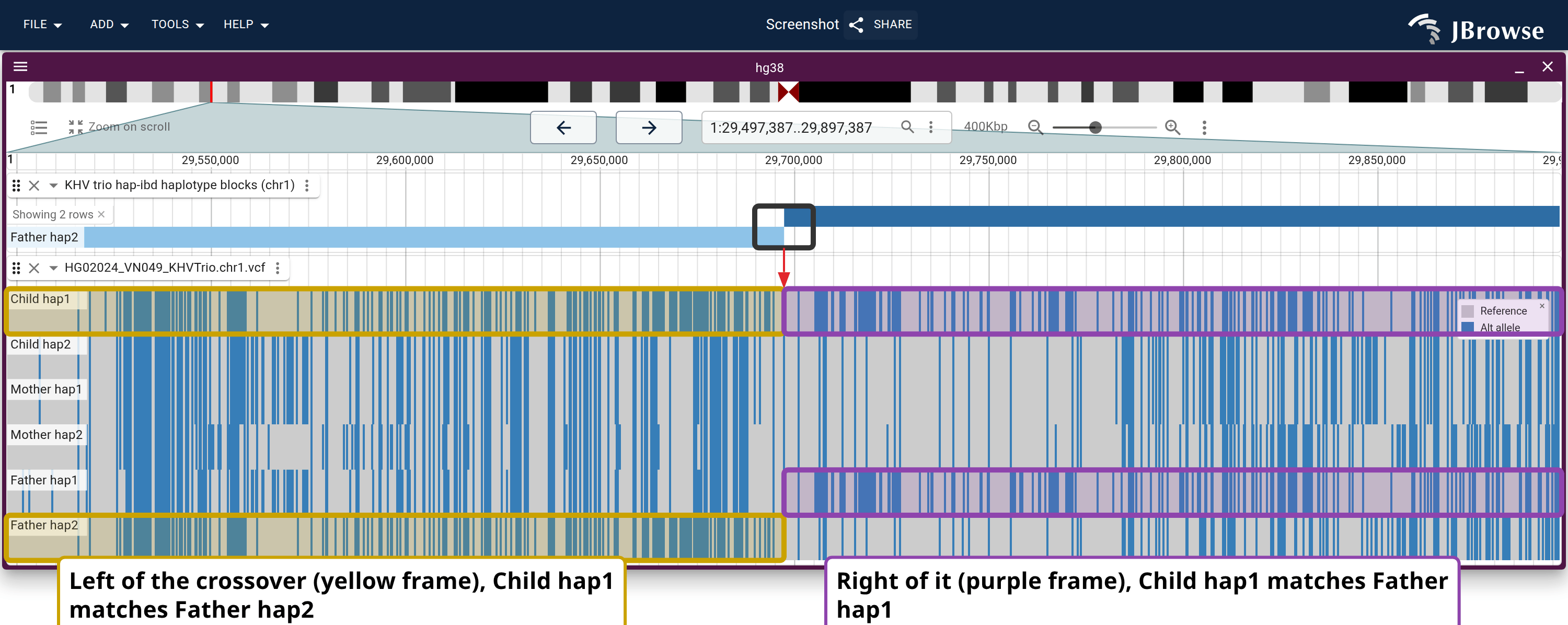 Paternal crossover at chr1:29,697,418, in a 400 kb window. The painting steps from Father hap2 to Father hap1, and the tinted frames read that switch off the raw genotypes.
