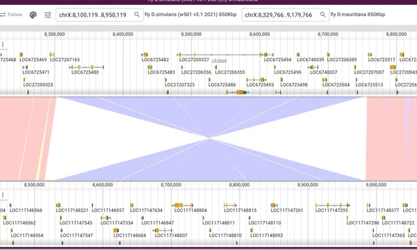 Preview of Driving JBrowse with an AI agent (two Drosophila genomes)