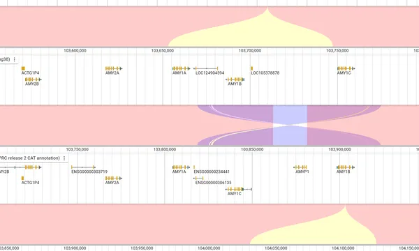 Preview of Synteny between neighbouring haplotypes (the amylase locus)
