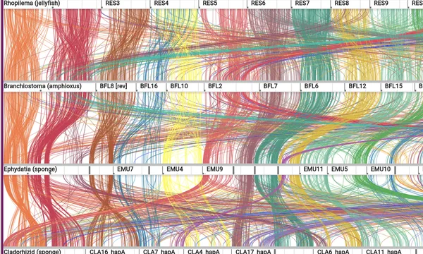 Preview of Synteny by ancestral linkage group (sponge, comb jelly, jellyfish)
