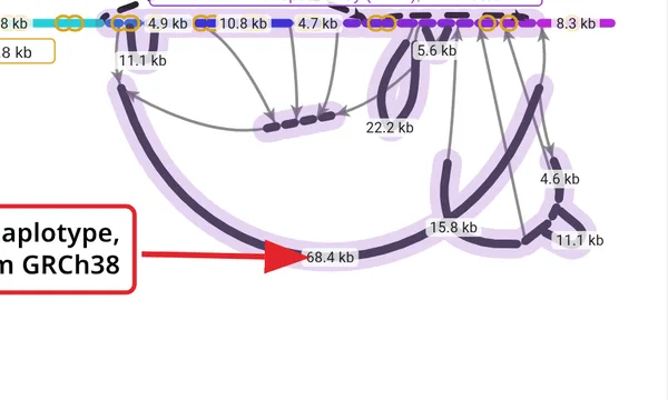 Preview of Pangenome (HPRC) part 3: repeat lengths across haplotypes