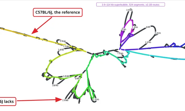 Preview of Pangenome (mouse)